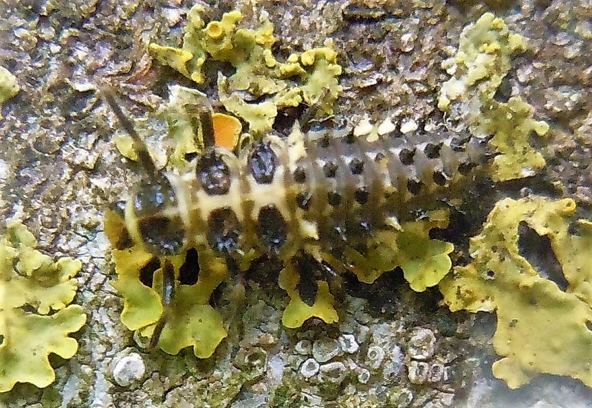 Larva di Adalia bipunctata (Coccinellidae)
